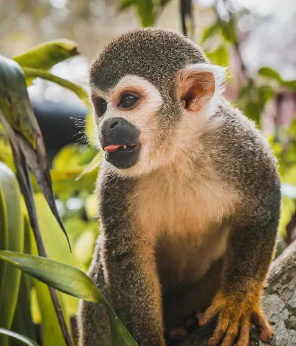 Private Amazon Tours